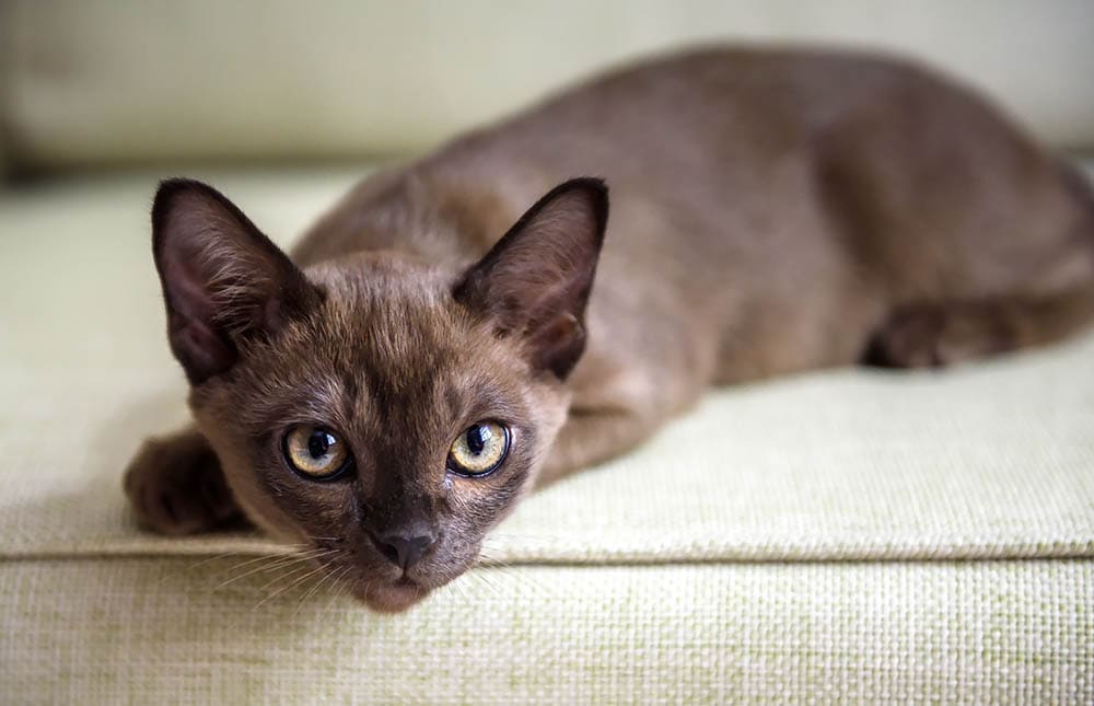 burmese cat lying on couch