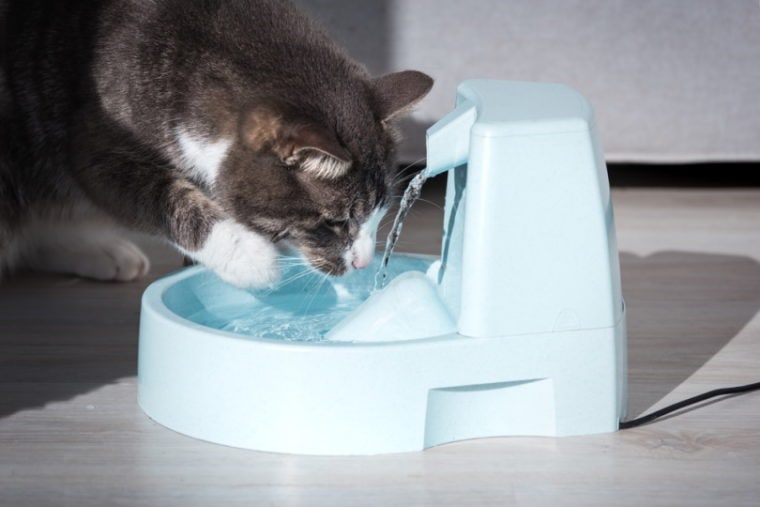 gato bebe de la fuente de agua