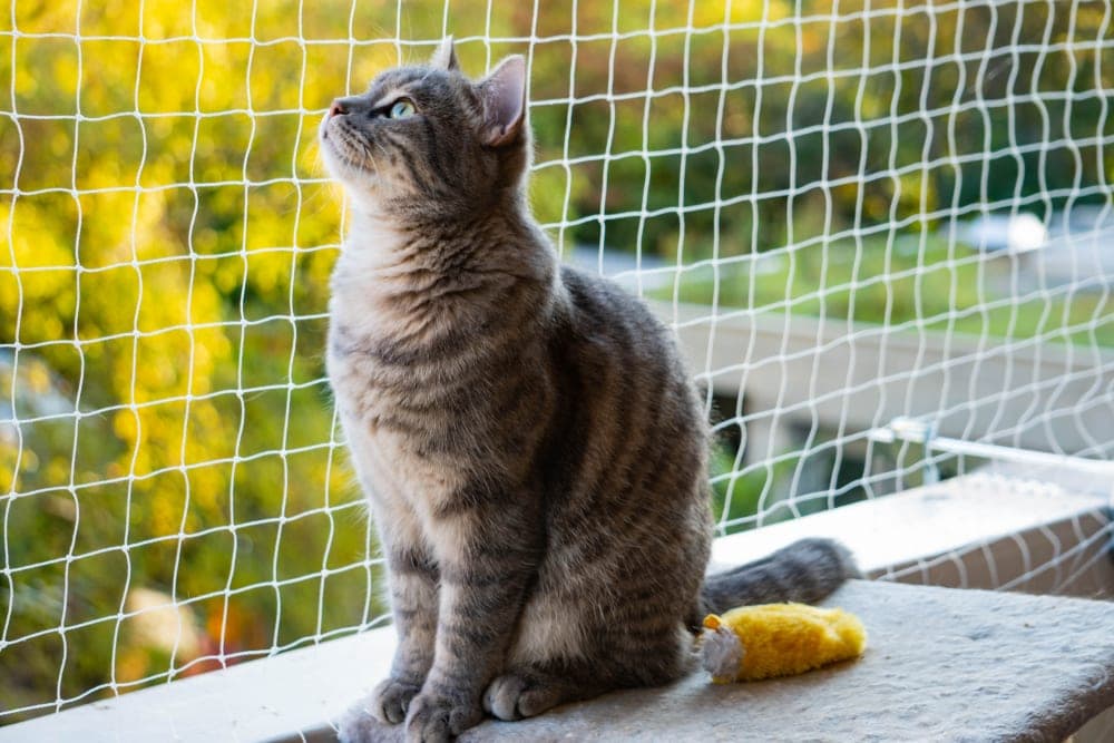 cat on netted balcony