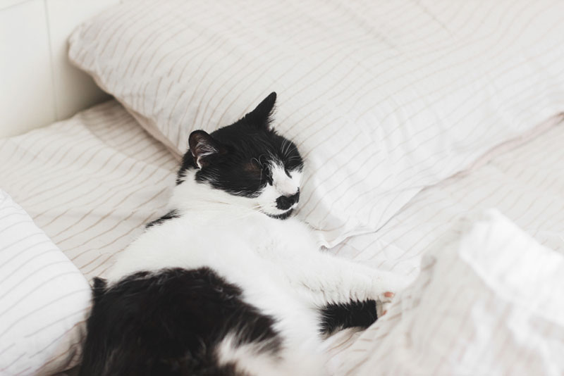 cat sleeping on pillow