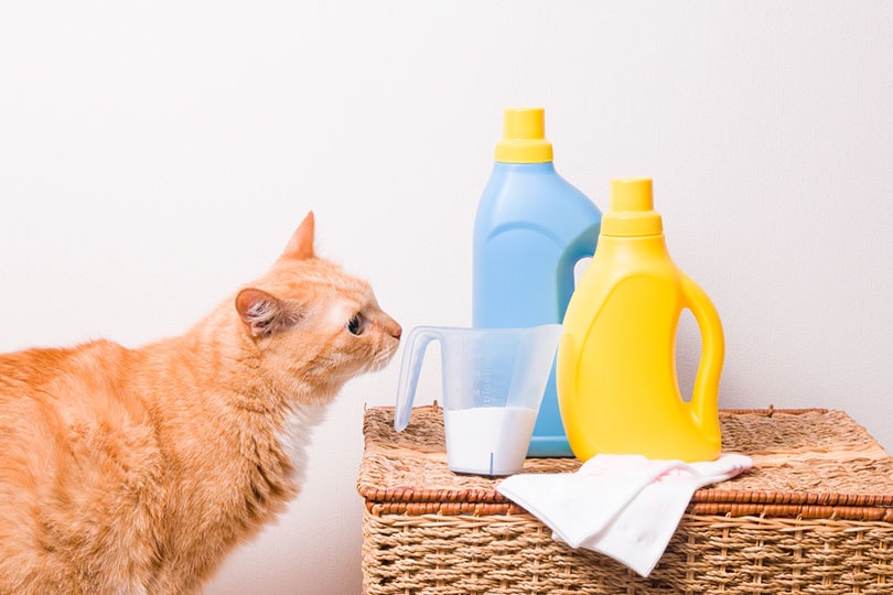 cat sniffs detergente in a measuring cup