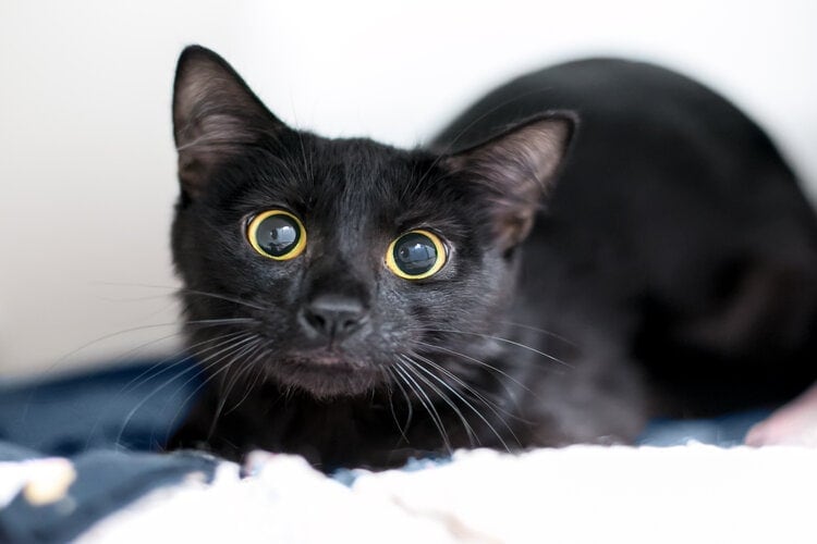 black cat with dilated pupils
