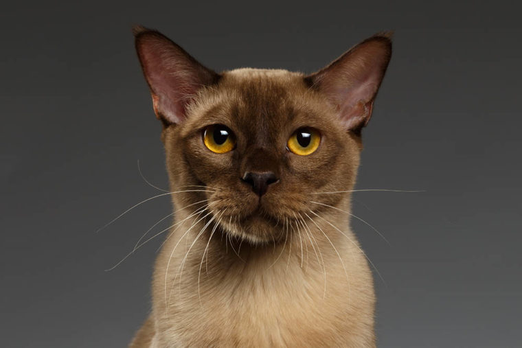 close up portrait of burmese cat
