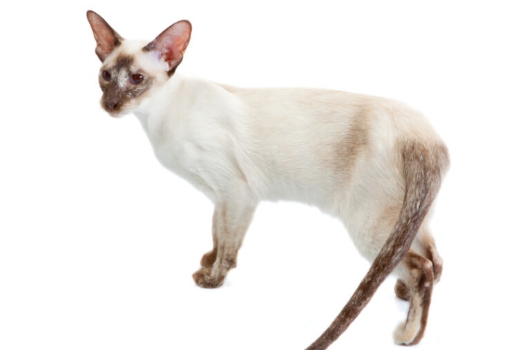 colorpoint shorthair cat in white background