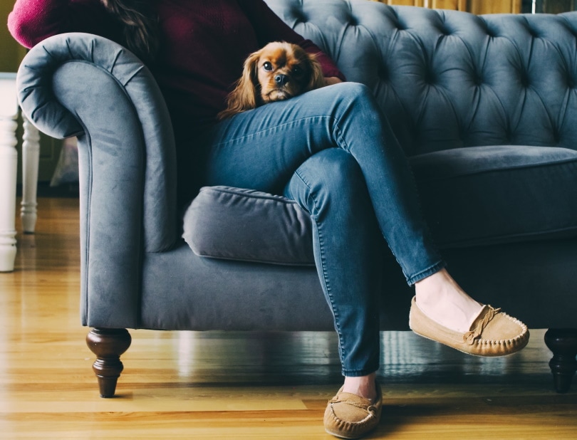 perro y dueño sentados en el sofá