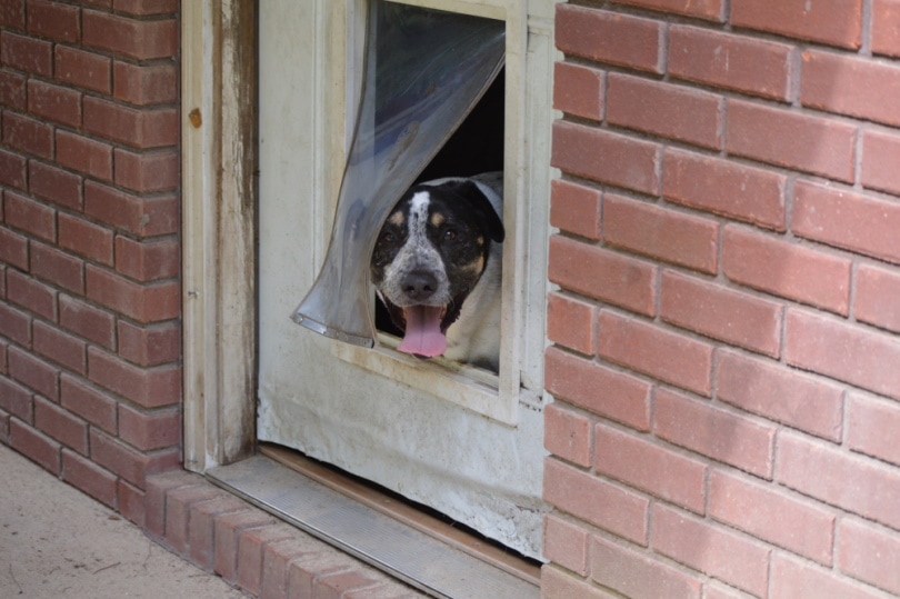 собака у двери для домашних животных
