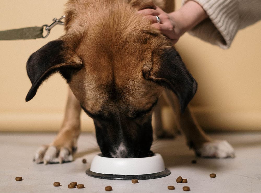 dog eating dog food_cottonbro_Unsplash