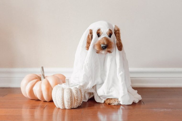 dog in a ghost costume
