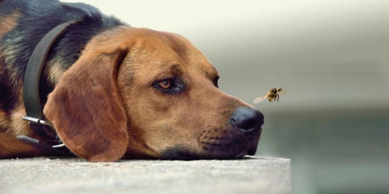dog lying with flies near his nose