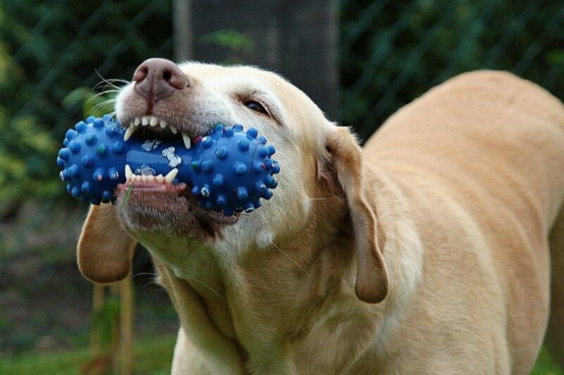 perro jugando con juguete para masticar