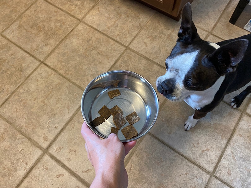 perro olfatea comida para perros de un tazón de metal los domingos