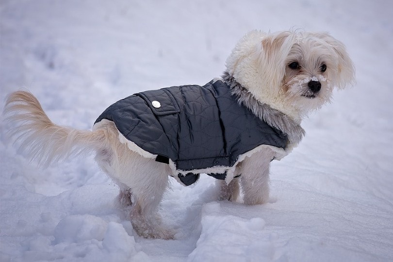 dog wearing clothes outside in the snow