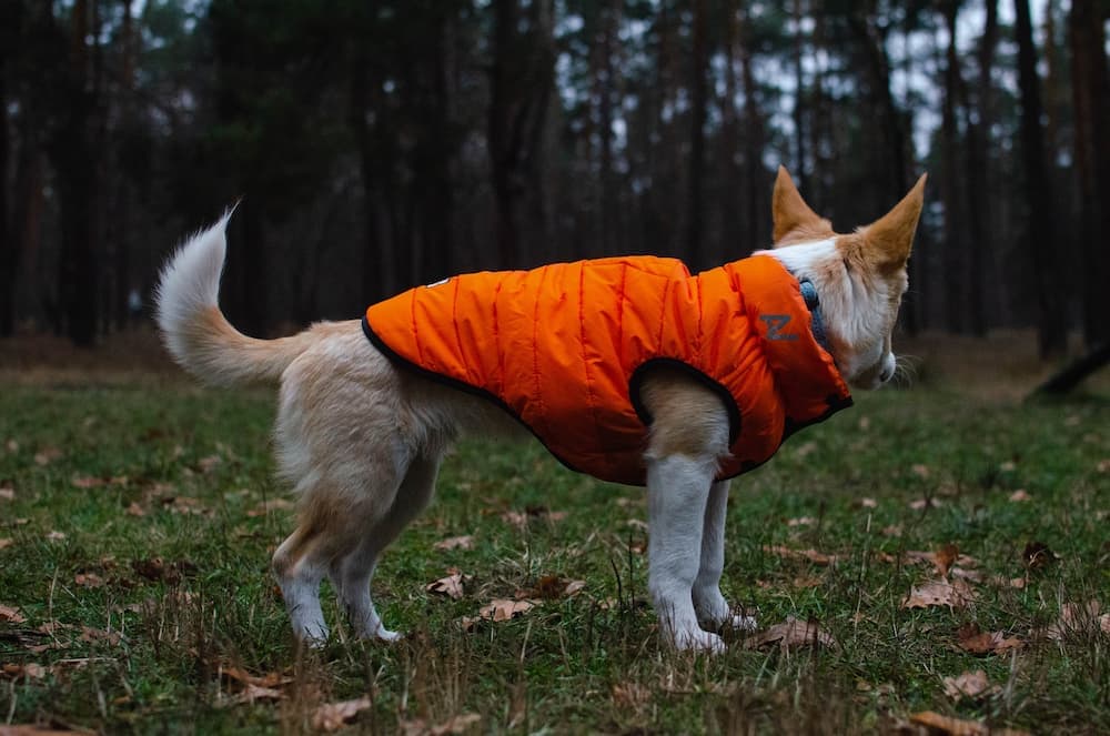 dog wearing orange suit