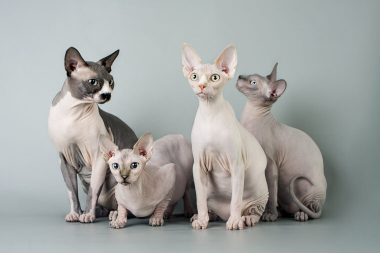 Family of sphynx cat