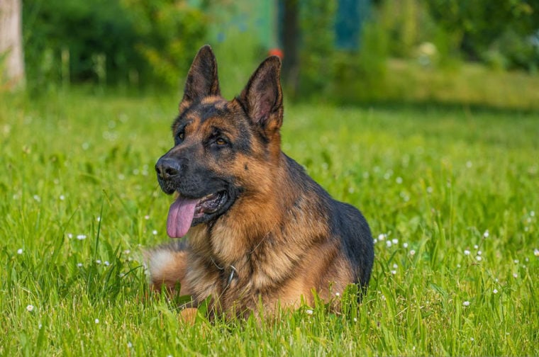German Shepherd Day 2023 What It Is & When It’s Celebrated Pet Arenas