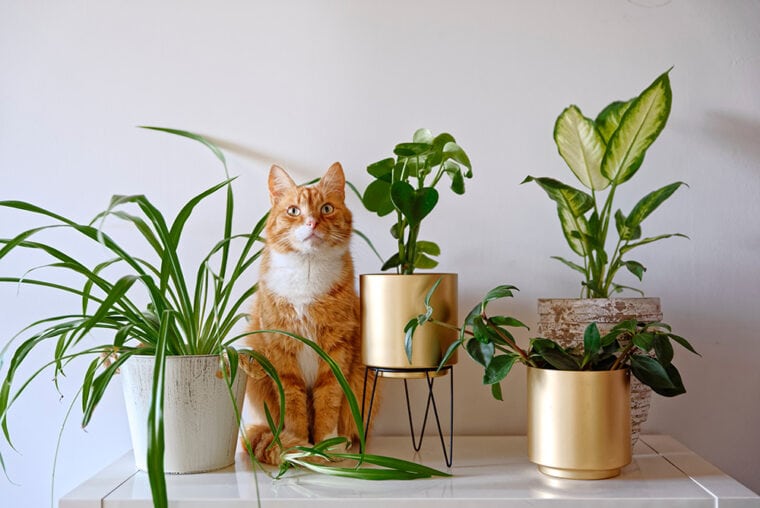 Ginger cat surrounded with plants