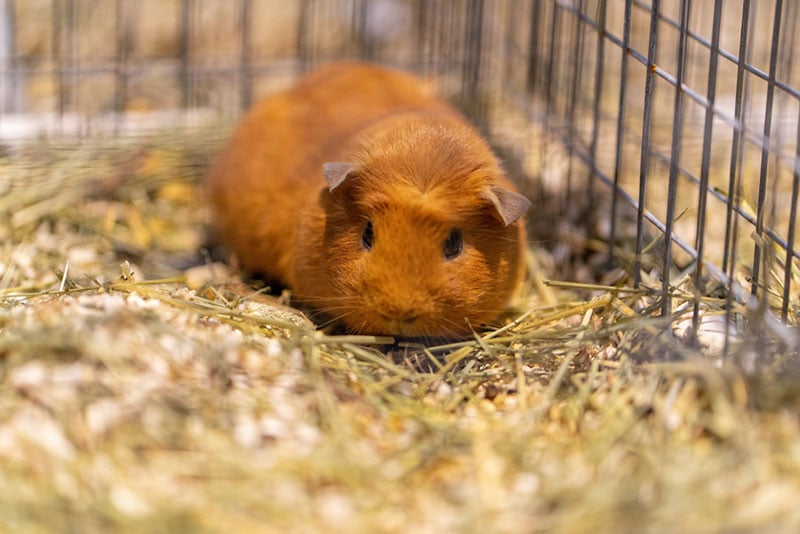 guinea pig in a cage