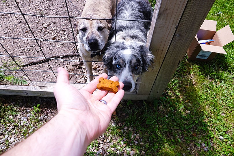 mano repartiendo dulces para perros cbdfx a los dos perros