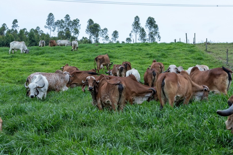 herd of girolando cows