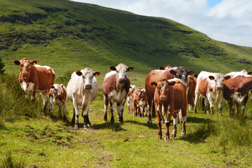 herd of irish moiled cattle in the field