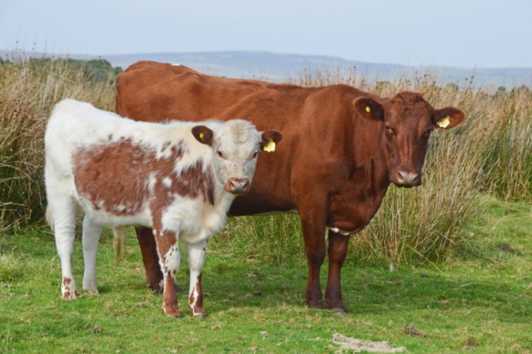 irish moiled cattle