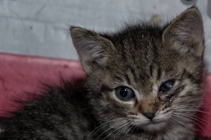 kitten with conjunctivitis and corneal ulcer