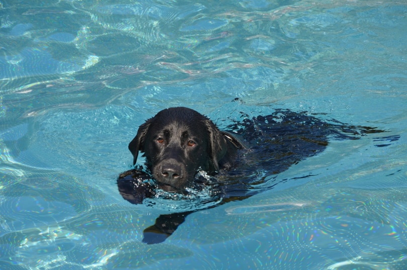 perro labrador nadando