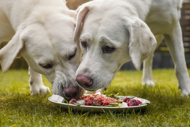 perros labrador retriever comiendo alimentos crudos