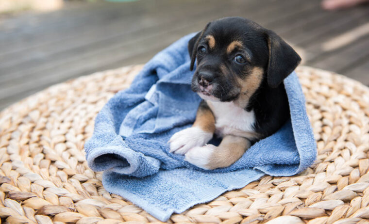 newly bathe puppy drying up with towel