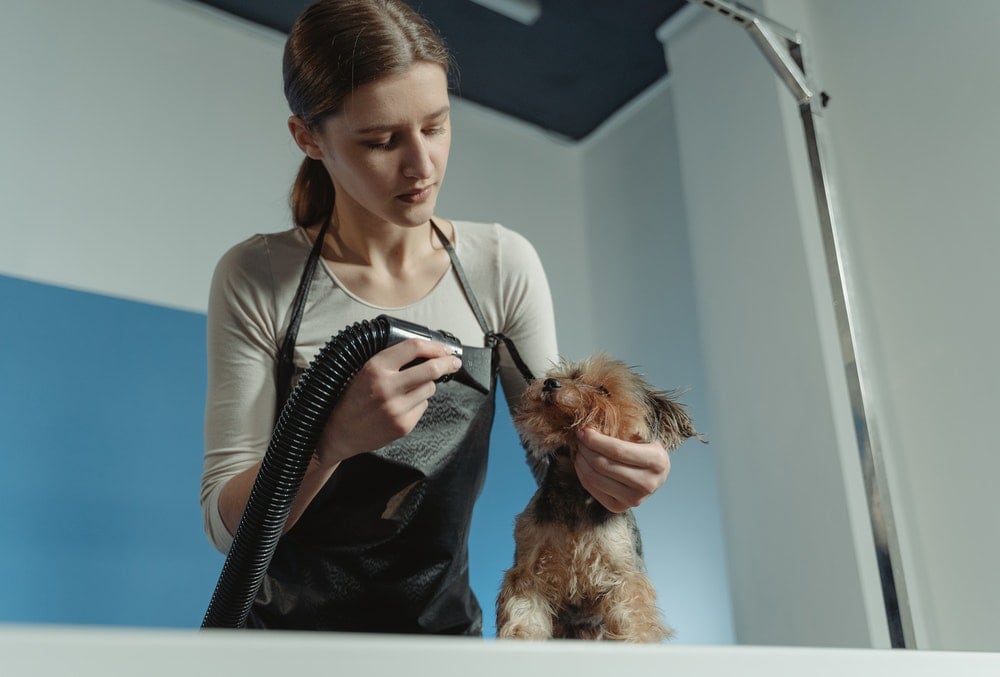 person blow drying a brown dog