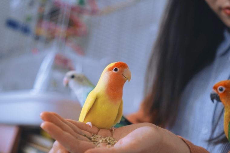 person holding a yellow bird