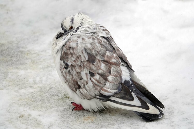 pigeon puffing feathers to stay warm during winter in the snow