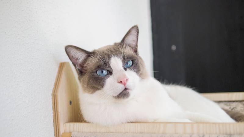 rag doll cat with blue eyes and long whiskers at home