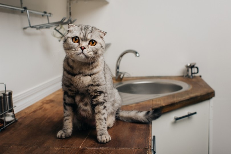 scottish fold cat sitting on kitchen counter