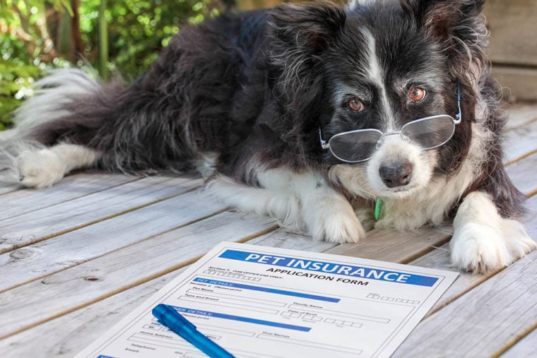 senior border collie dog with pet insurance form