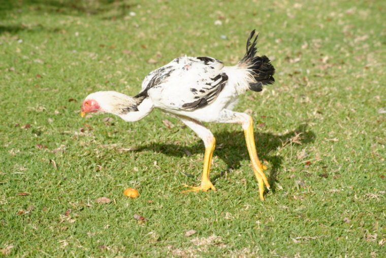 shamo chicken in the grass