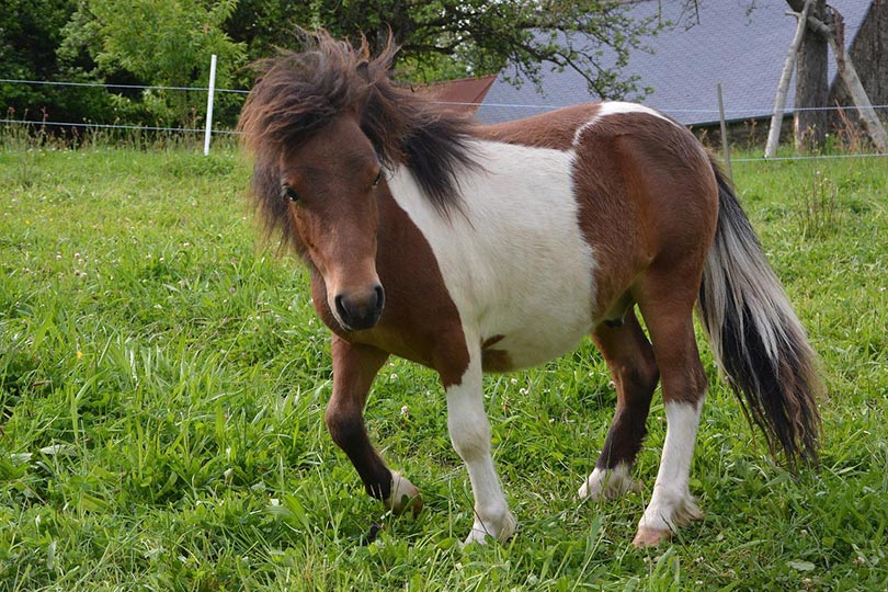 Shetland Pony: Facts, Lifespan, Behavior & Care Guide (with Pictures ...