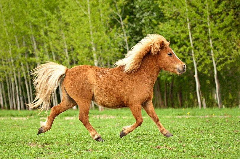 shetland pony running trot at field in summer