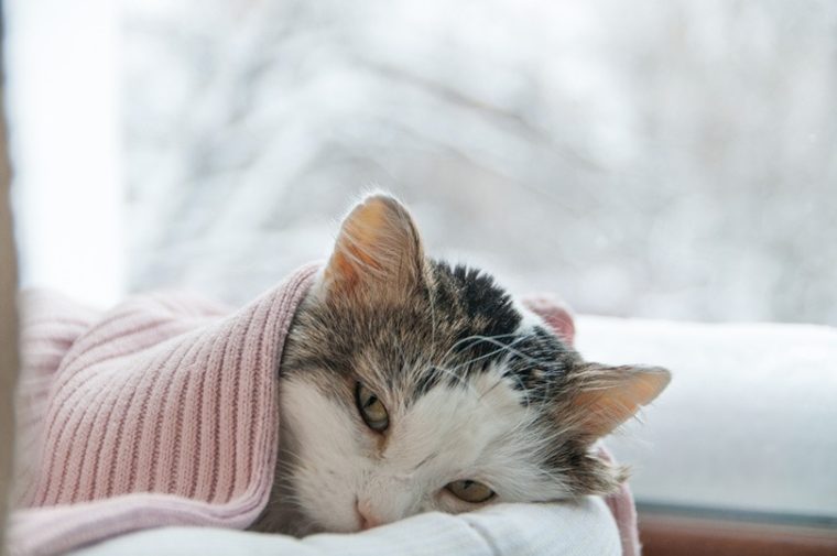 sick cat covered in blanket lies on the window in winter