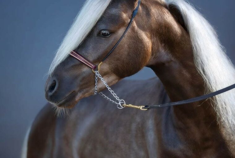 Silver black American Shetland horse on blue background