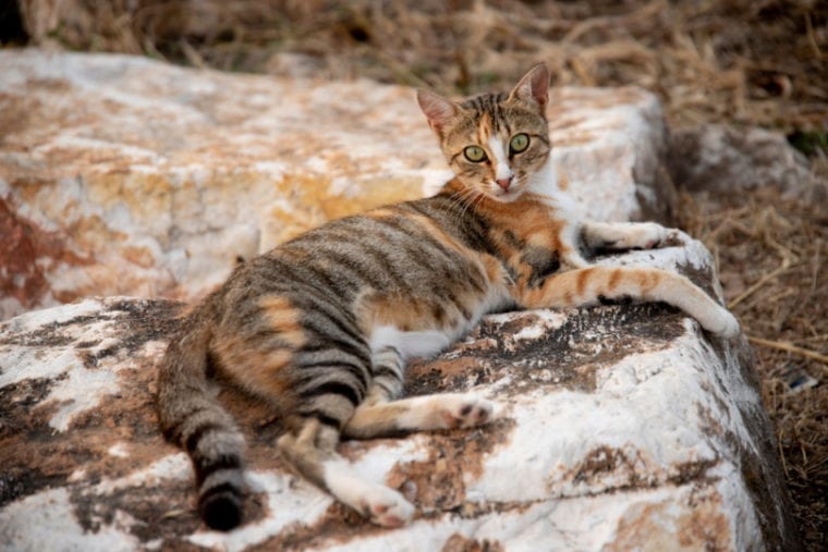 sokoke cat lying on rock
