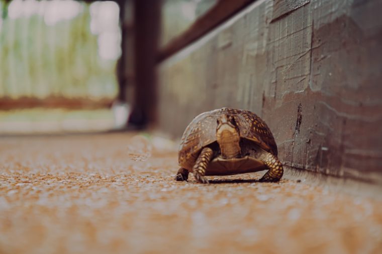 tortuga en piso marrón
