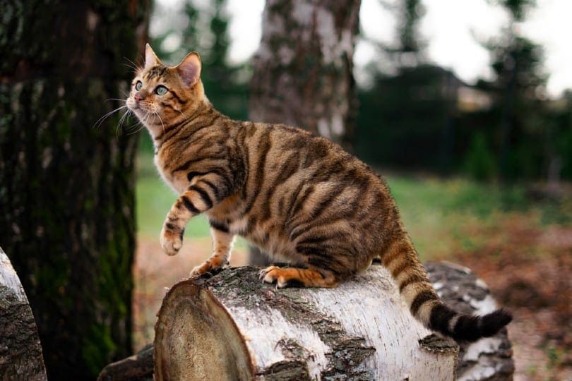 toyger cat playing outdoors