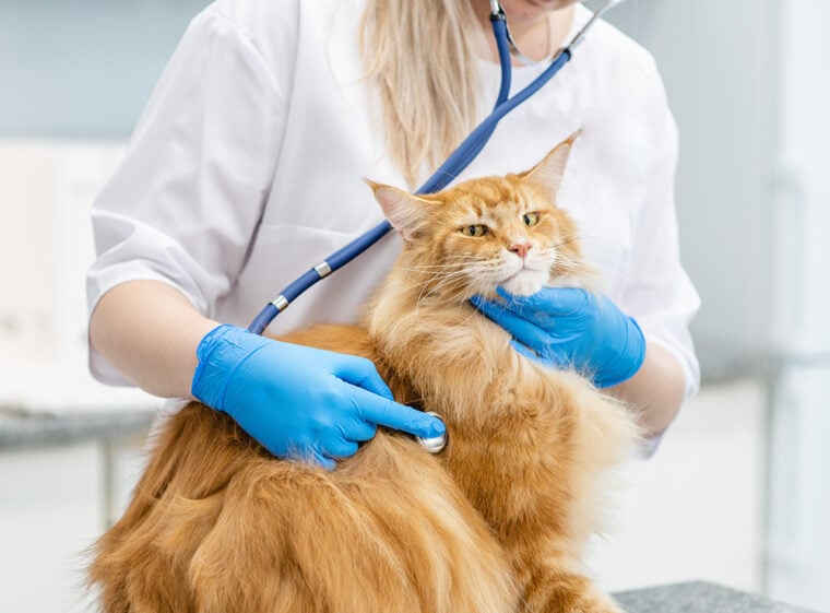vet checking up a maine coon cat