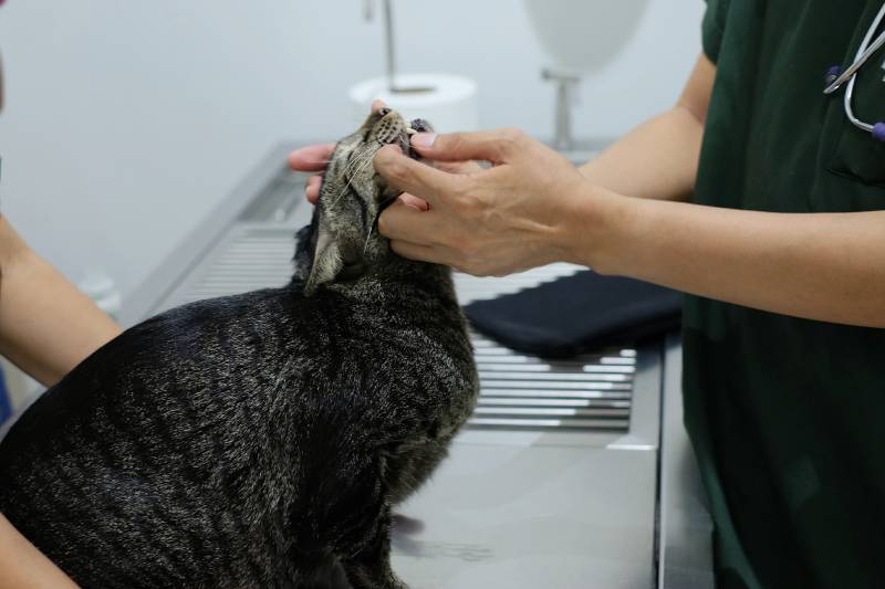 el veterinario le da a un gato atigrado marrón controles de salud oral