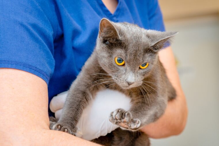 veterinarian is holding cute cat Burmese cat