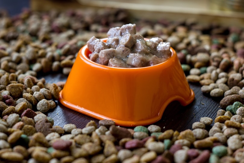 comida seca y humeda para perros