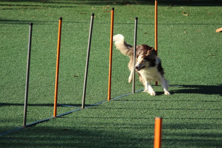 white and brown dog running between pipes