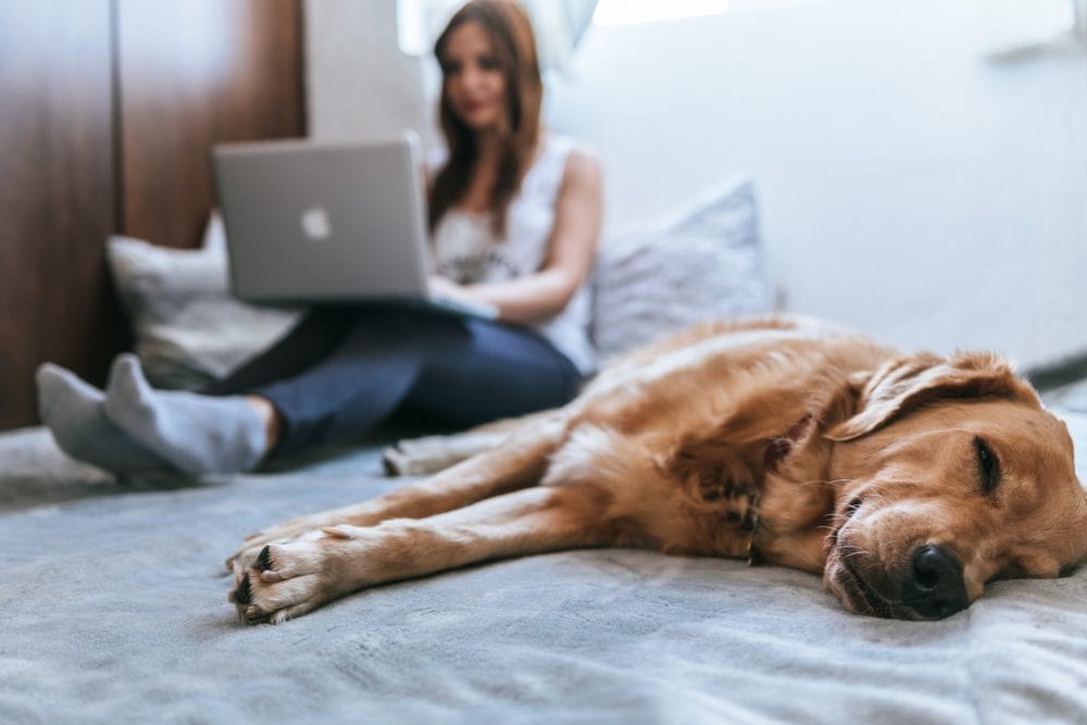 woman using laptop beside a sleeping brown dog
