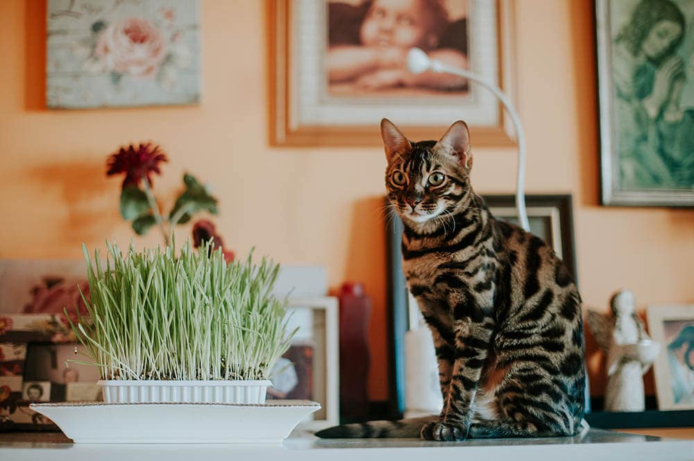 En Bengal Cat Sitting Beside Wheatgrass on en White Surface_